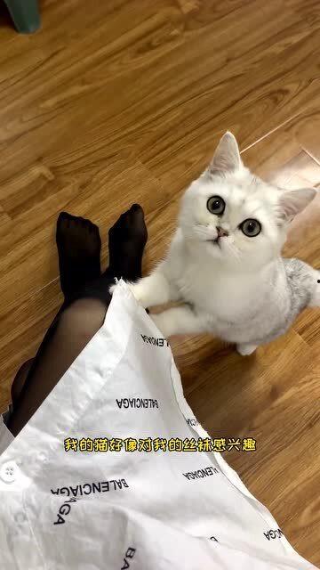 猫咪白丝袜图片,萌态尽显的时尚搭配